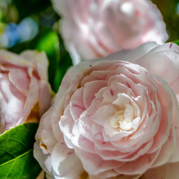 Camelia Květin Květu Během Jarní Galicii Severní Španělsko — Stock fotografie