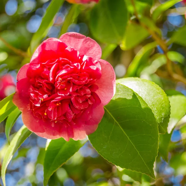 Fleurs Camelia Fleurs Printemps Galice Nord Espagne — Photo