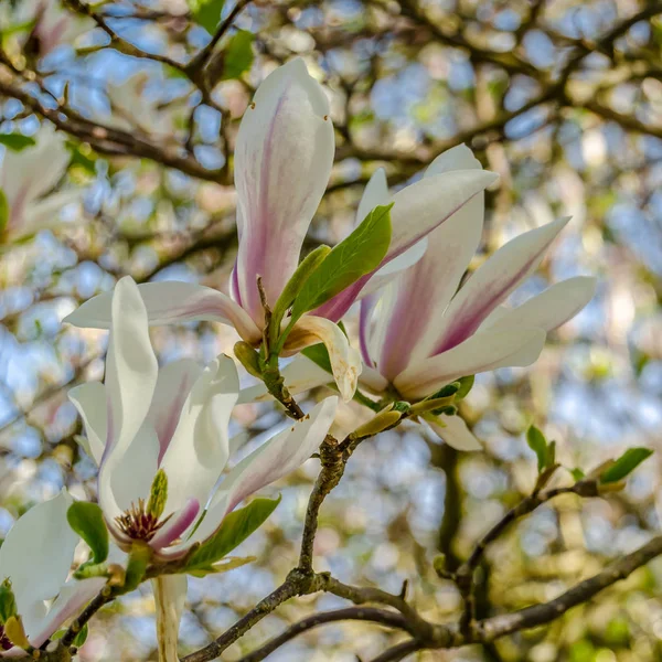 Schöne Magnolienblüten Frühling — Stockfoto
