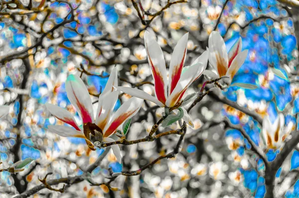 Lindas Flores Magnólia Flor Durante Primavera — Fotografia de Stock