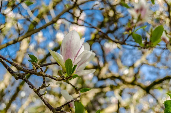 Красиві Квіти Магнолії Цвітуть Під Час Весни — стокове фото