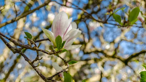 Όμορφα Magnolia Λουλούδια Στα Λουλούδια Την Άνοιξη — Φωτογραφία Αρχείου