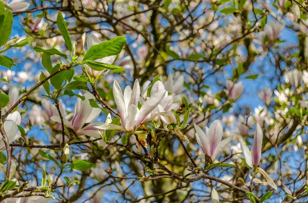 Όμορφα Magnolia Λουλούδια Στα Λουλούδια Την Άνοιξη — Φωτογραφία Αρχείου