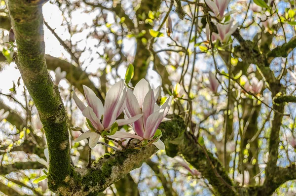 Красиві Квіти Магнолії Цвітуть Під Час Весни — стокове фото