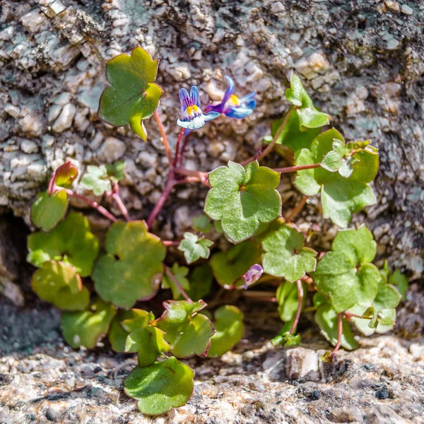 Piccolo Fiore Dentice Selvatico Fiore Durante Primavera — Foto Stock