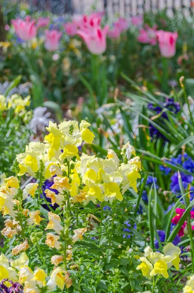 Kolorowe Kwiaty Kwiat Ogrodzie Podczas Wiosenny — Zdjęcie stockowe