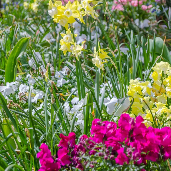 Flores Coloridas Flor Jardim Durante Primavera — Fotografia de Stock