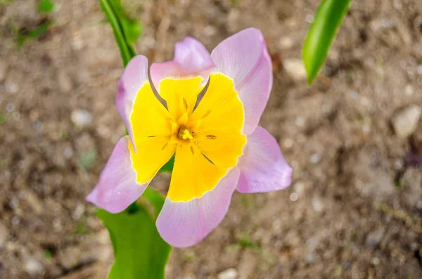 Bahar Sırasında Bir Bahçe Çiçeği Renkli Çiçekler — Stok fotoğraf