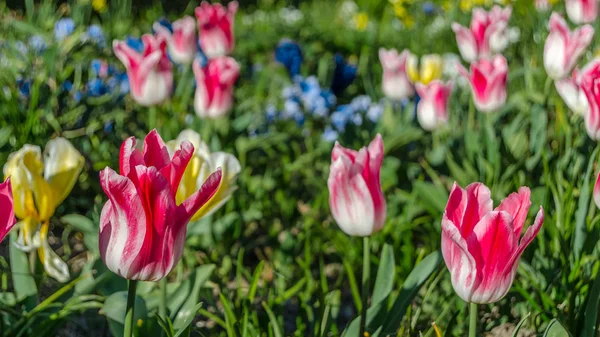 Kolorowe Kwiaty Kwiat Ogrodzie Podczas Wiosenny — Zdjęcie stockowe