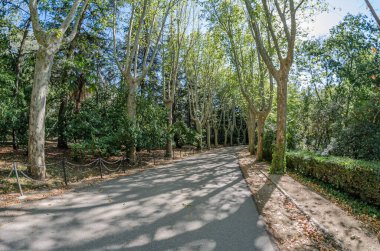 Ormandaki patika manzarası, balık gözlü bakış açısı.
