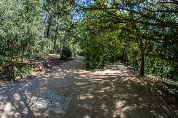 Ormandaki patika manzarası, balık gözlü bakış açısı.