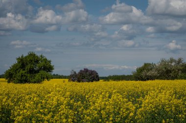 Çiçek açan sarı kanola (kolza tohumu). Uzakta elma ağaçları ve leylaklar açar