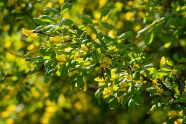 Çiçek açan sarı akasya dalları, kapatın..