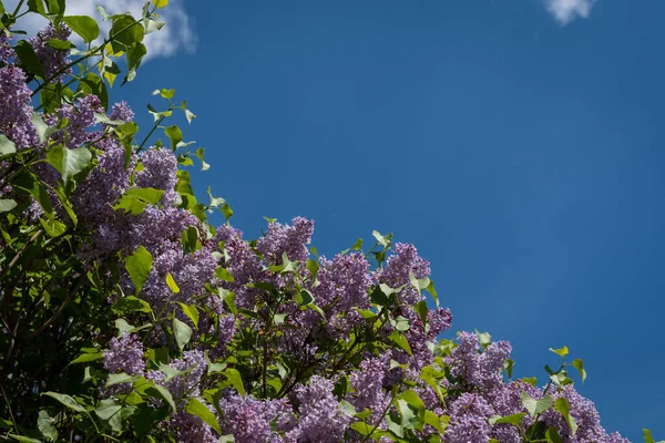 Floração Lilás Contra Céu Azul Muito Espaço Cópia — Fotografia de Stock