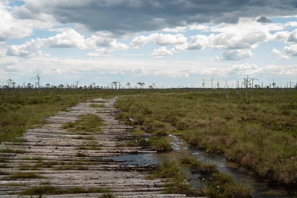 Wooden path for walks, riding in a high bog. Cloudy weather. Yelnia Bog, Belarus.
