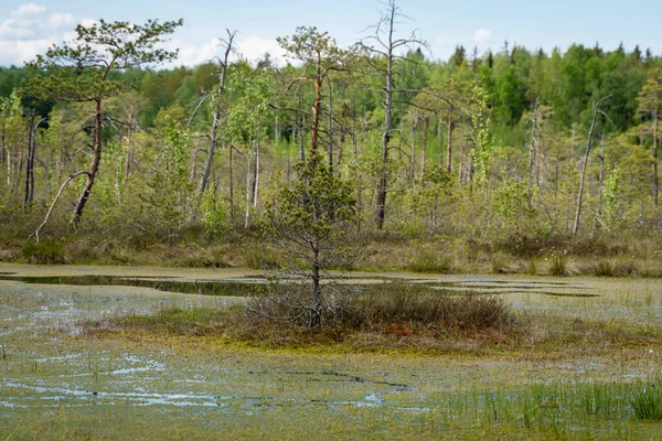 Paisaje Pantanoso Estación Primavera Yelnia Bog Región Vitebsk Belarús — Foto de Stock