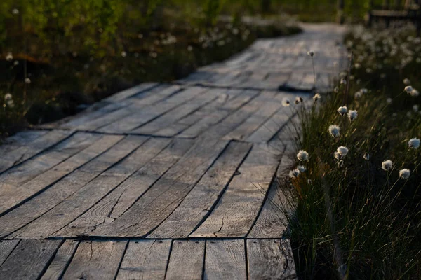 Wooden path for walks, riding in a high bog. Wood structura.  Yelnia Bog, Belarus.