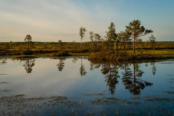 Yelnia Bog Regionen Vitebsk Vitryssland Naturskönt Landskap Sjö Bland Högmossen — Stockfoto