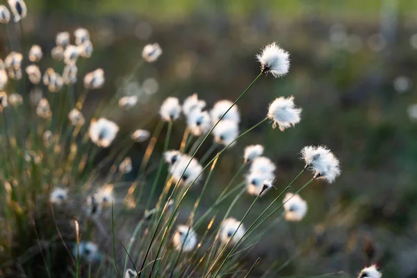 Herbe Coton Tout Près Yelnia Bog Région Vitebsk Biélorussie — Photo