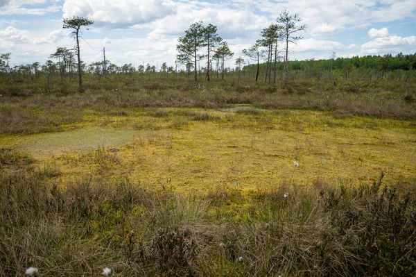 Swamp landscape, season - spring. Yelnia Bog, Vitebsk region, Belarus