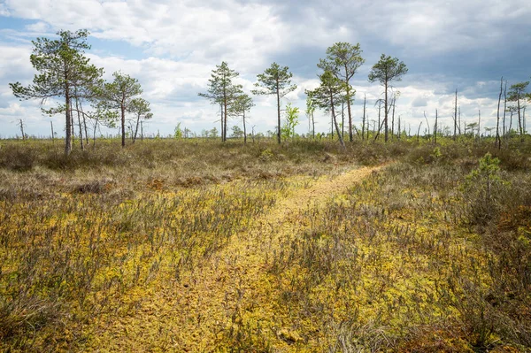 Swamp landscape, season - spring. Yelnia Bog, Vitebsk region, Belarus