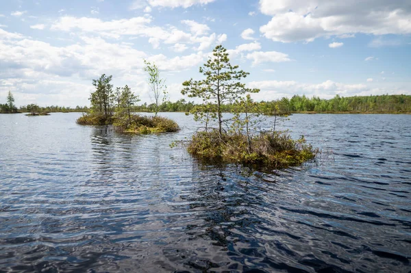 Paisaje Pantanoso Estación Primavera Yelnia Bog Región Vitebsk Belarús — Foto de Stock