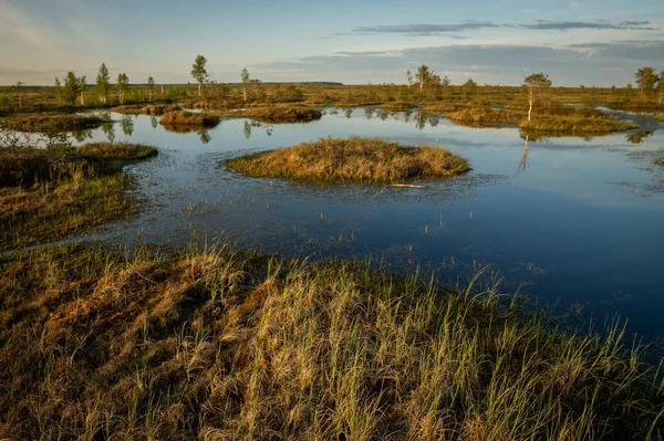 Una Pequeña Isla Lago Medio Pantano Yelnia Bog Región Vitebsk — Foto de Stock