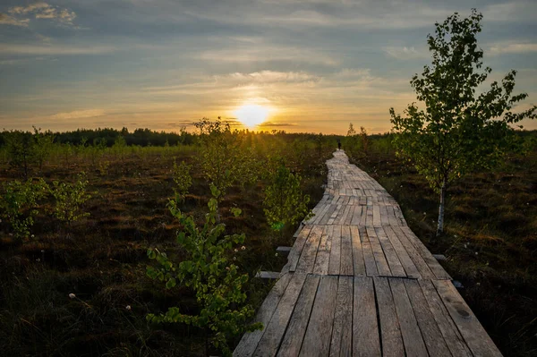 Ecological trail in the high bog. A beautiful sight at sunset. Yelnia Bog, Vitebsk region, Belarus