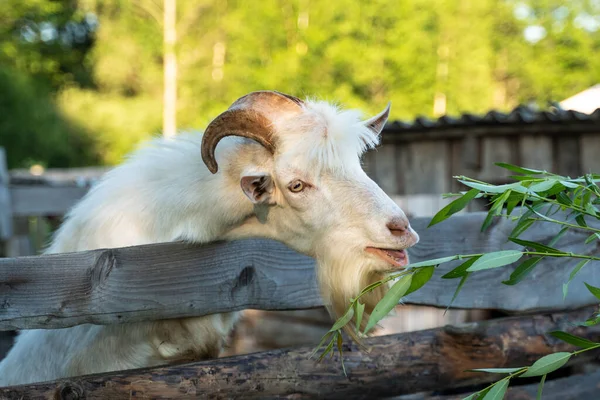 Chèvre Blanche Atteint Une Branche Feuillage Animal Dans Corral Gros — Photo