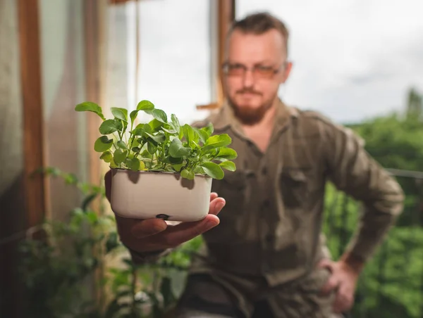 The gardener works in a mini-garden on the balcony. The gardener at the open window in the mini-garden in the room holds a box with grown arugula. Selective focuse.