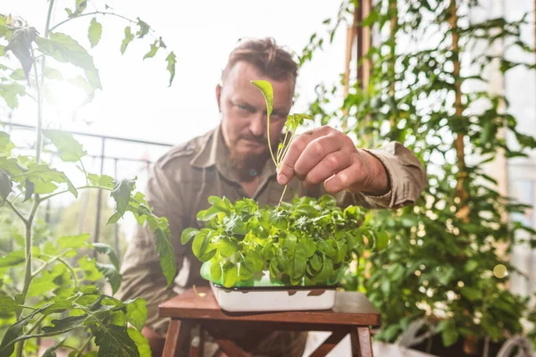 The gardener works in a mini-garden on the balcony. The gardener at the open window in the mini-garden in the room holds a box with grown arugula. A man holds in his hand a torn sprout of arugula.