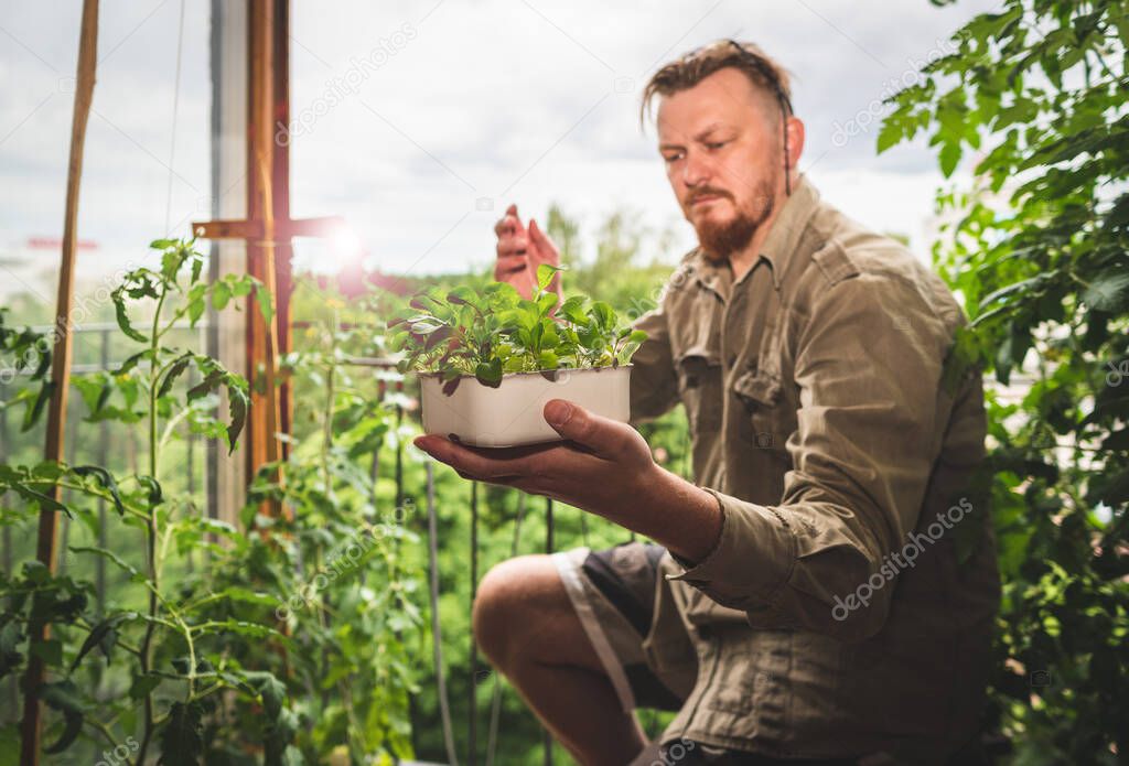 A man is gardening in a city apartment.  Gardener grows arugula and tomatoes near a large window.