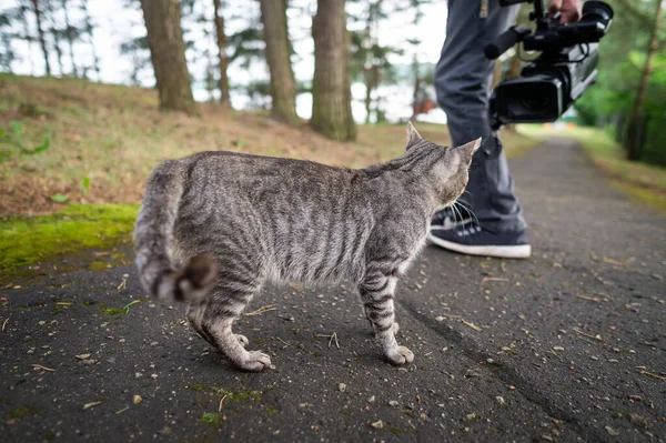A man plays with a gray tabby cat. Cat looks into video camera lens.