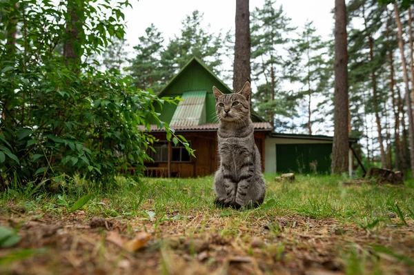 Gris Gato Tabby Está Sentado Calle Frente Casa Contra Fondo — Foto de Stock