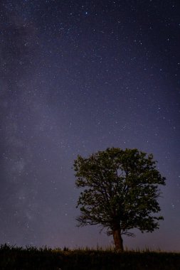  Yıldızlı gökyüzünün arka planında yalnız bir meşe ağacı. Akşam manzarası: Ameadow üzerinde yıldızlı bir gökyüzü. Uzun gece manzarası. 