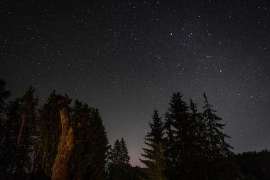 Dramatik yaz gecesi manzarası. Orman yıldızlı gökyüzüne karşı