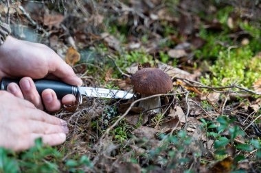 Erkek eller bir bıçak tutuyor ve boletusu kesmeye hazırlanıyorlar. Adam mantar topluyor..