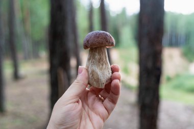 Bir dişi el, orman arka planında yeni toplanmış bir mantarı tutar. Yakın plan.