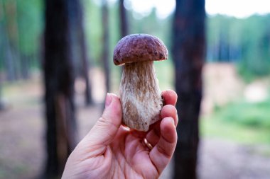 Bir dişi el, orman arka planında yeni toplanmış bir mantarı tutar. Yakın plan.