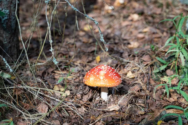 Amanita Cogumelo Não Comestível Colhedor Cogumelos Ficará Desapontado — Fotografia de Stock