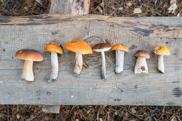 Φθινοπωρινή Ζωή Συλλέγονται Boletus Διαφόρων Ειδών Βρίσκονται Μια Ξύλινη Σανίδα — Φωτογραφία Αρχείου