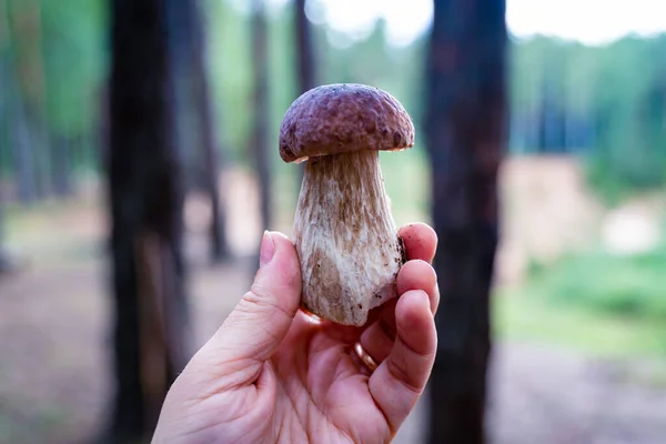 Uma Mão Feminina Segura Cogumelo Boleto Recém Colhido Fundo Floresta — Fotografia de Stock