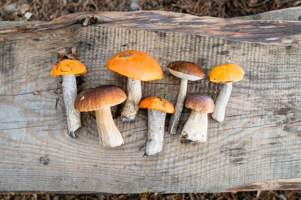 七只漂亮的新鲜蘑菇秋天的平静生活 收集到的不同种类的柱头躺在木板上 顶部看 — 图库照片