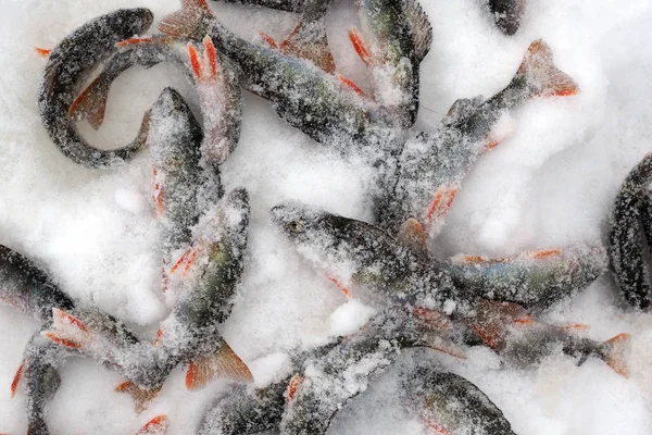 Pesce flutter congelamento nella neve . — Foto Stock