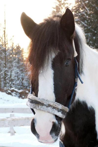La cabeza es caballo piebaldo invierno al atardecer . —  Fotos de Stock