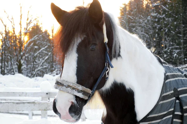 La cabeza es caballo piebaldo invierno al atardecer . —  Fotos de Stock