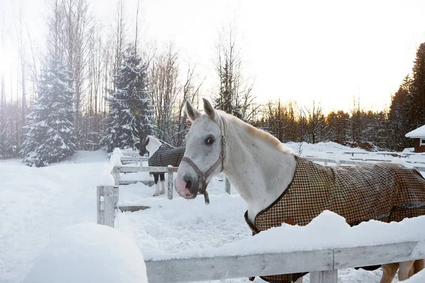 El caballo blanco en invierno al atardecer . —  Fotos de Stock