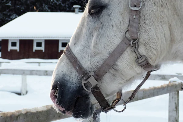 El caballo blanco en invierno al atardecer . — Foto de Stock