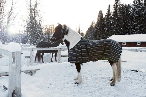 A fehér ló télen napnyugtakor. — Stock Fotó