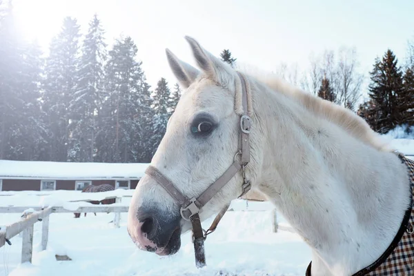 El caballo blanco en invierno al atardecer . —  Fotos de Stock